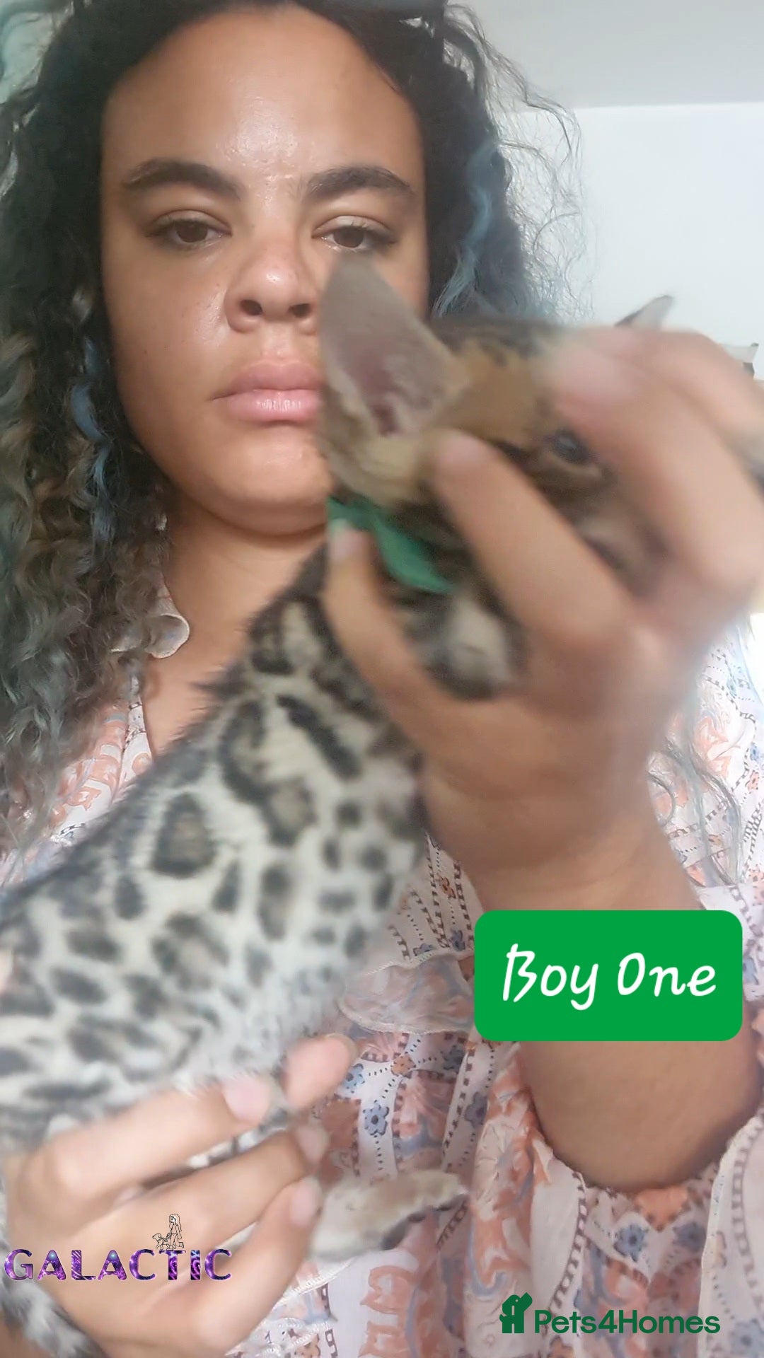 Bengal cats for sale: Beautiful Bengal Kittens  in Sutton - Image 15