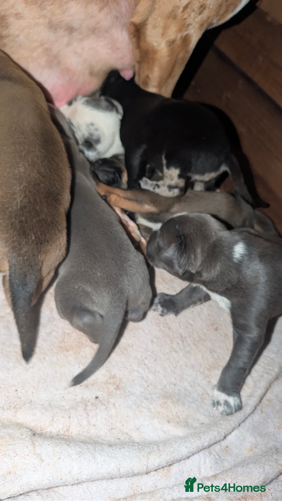 Mixed Breed dogs for sale: Puppies for sale  - Image 2