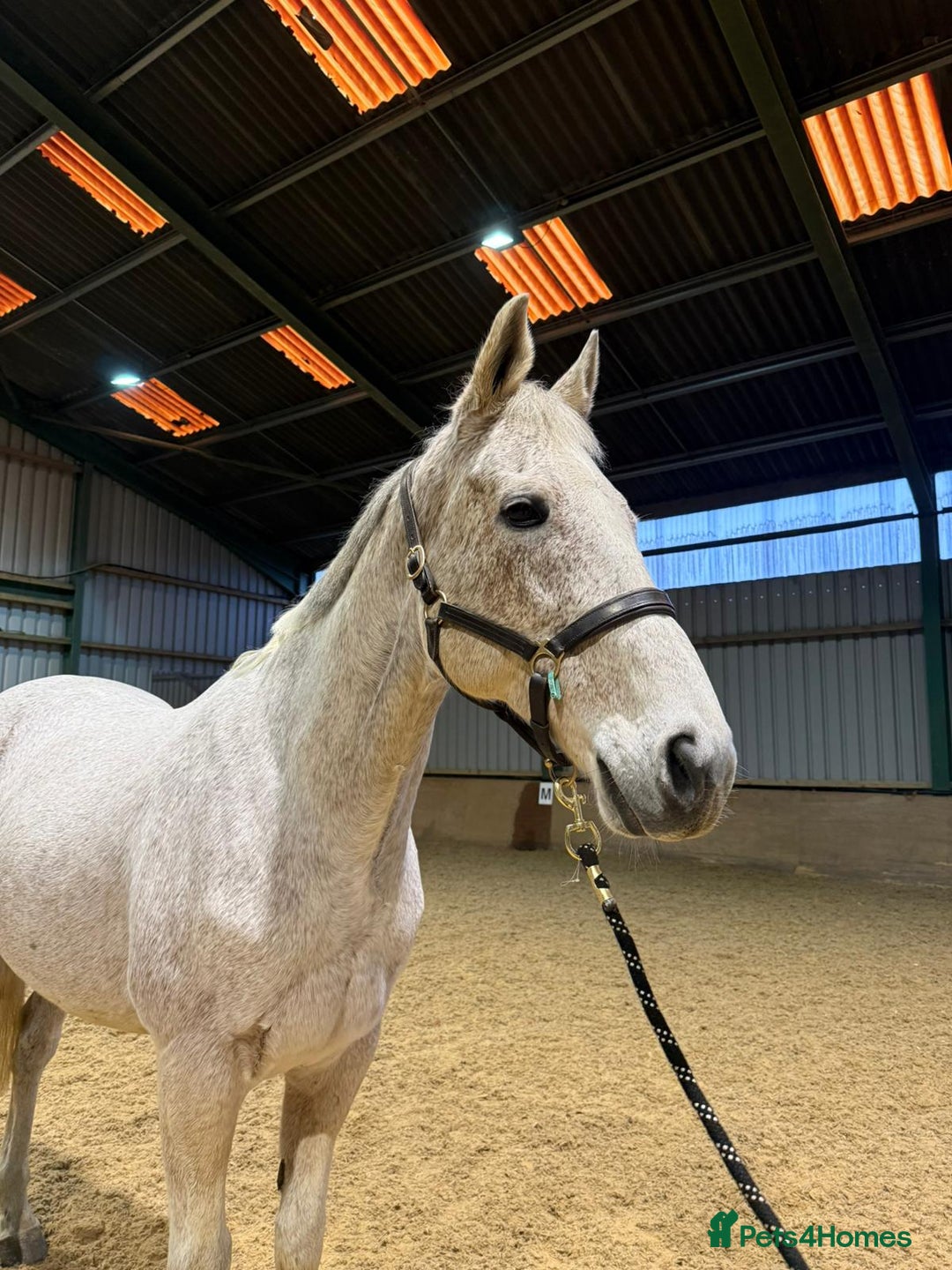 English Thoroughbred horses for sale: Grey Thoroughbred gelding  - Advert 2