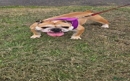 English Bulldog dogs for sale: Gorgeous Old English Bulldog Female - Image 4
