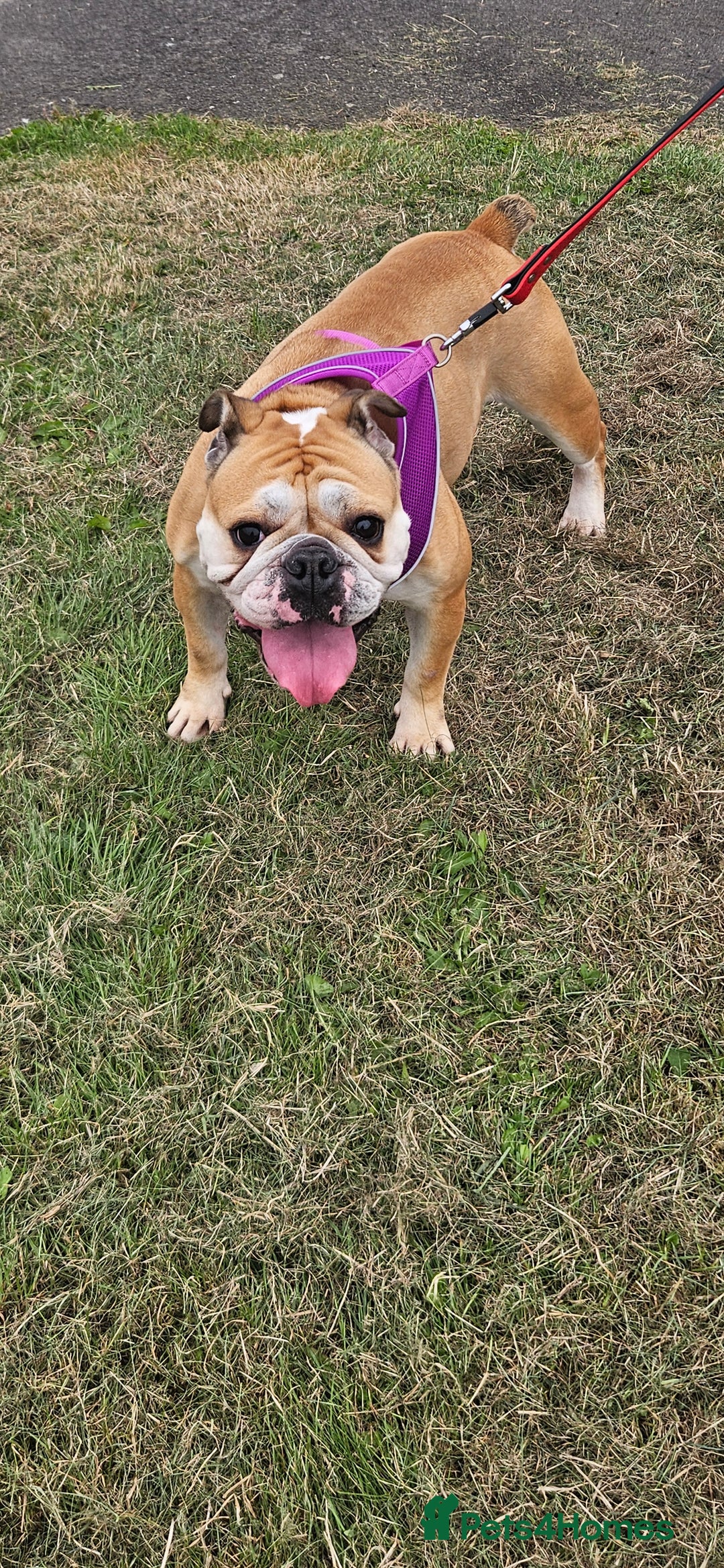 English Bulldog dogs for sale: Gorgeous Old English Bulldog Female - Image 4