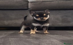 Chihuahua dogs for sale: 2 DWKC Chihuahua Boys - Image 8