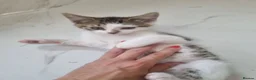Mixed Breed cats for sale: Female lovely kitten - Advert 2