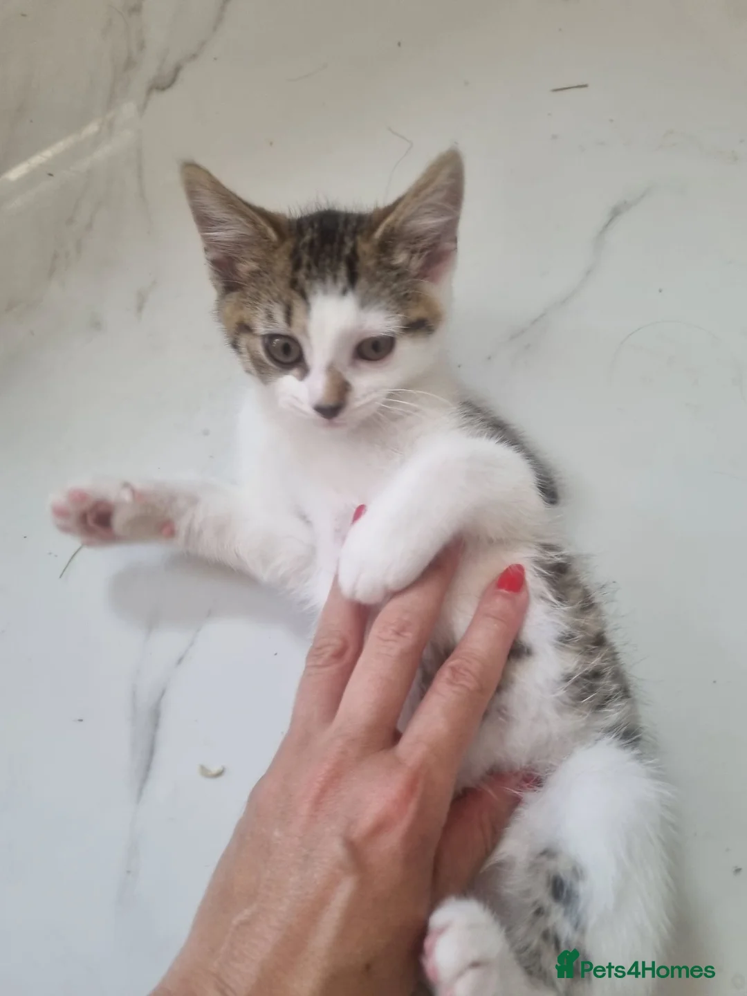 Mixed Breed cats for sale: Female lovely kitten - Advert 2