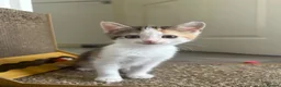 Aegean cats for sale: Adorable Calico Kittens For Sale - Advert 3