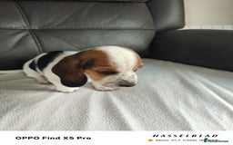 Basset Hound dogs for sale: Bassett Hound Puppies for Sale - Image 21