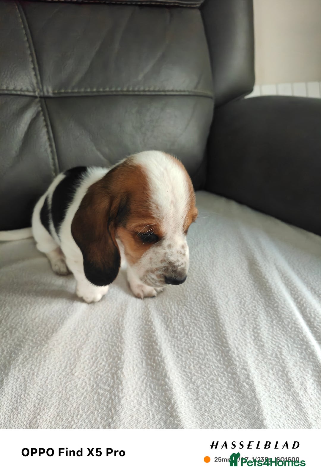 Basset Hound dogs for sale: Bassett Hound Puppies for Sale - Image 21