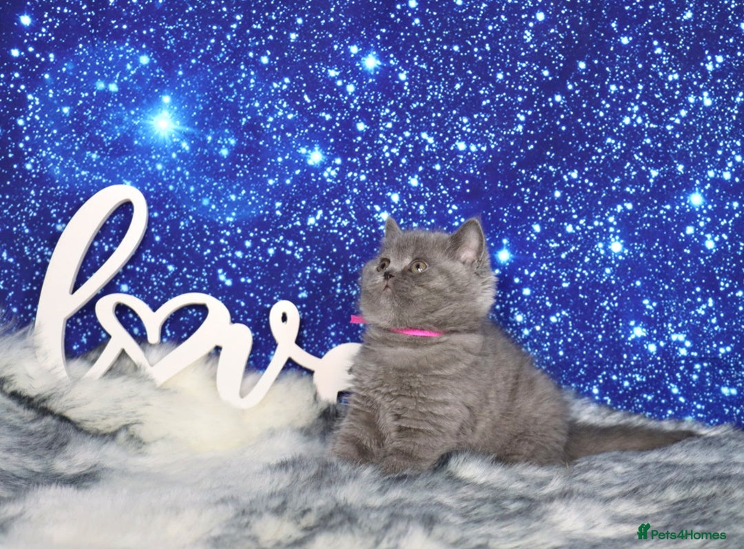 British Shorthair cats for sale: Tica registered British Shorthair kittens - Advert 10