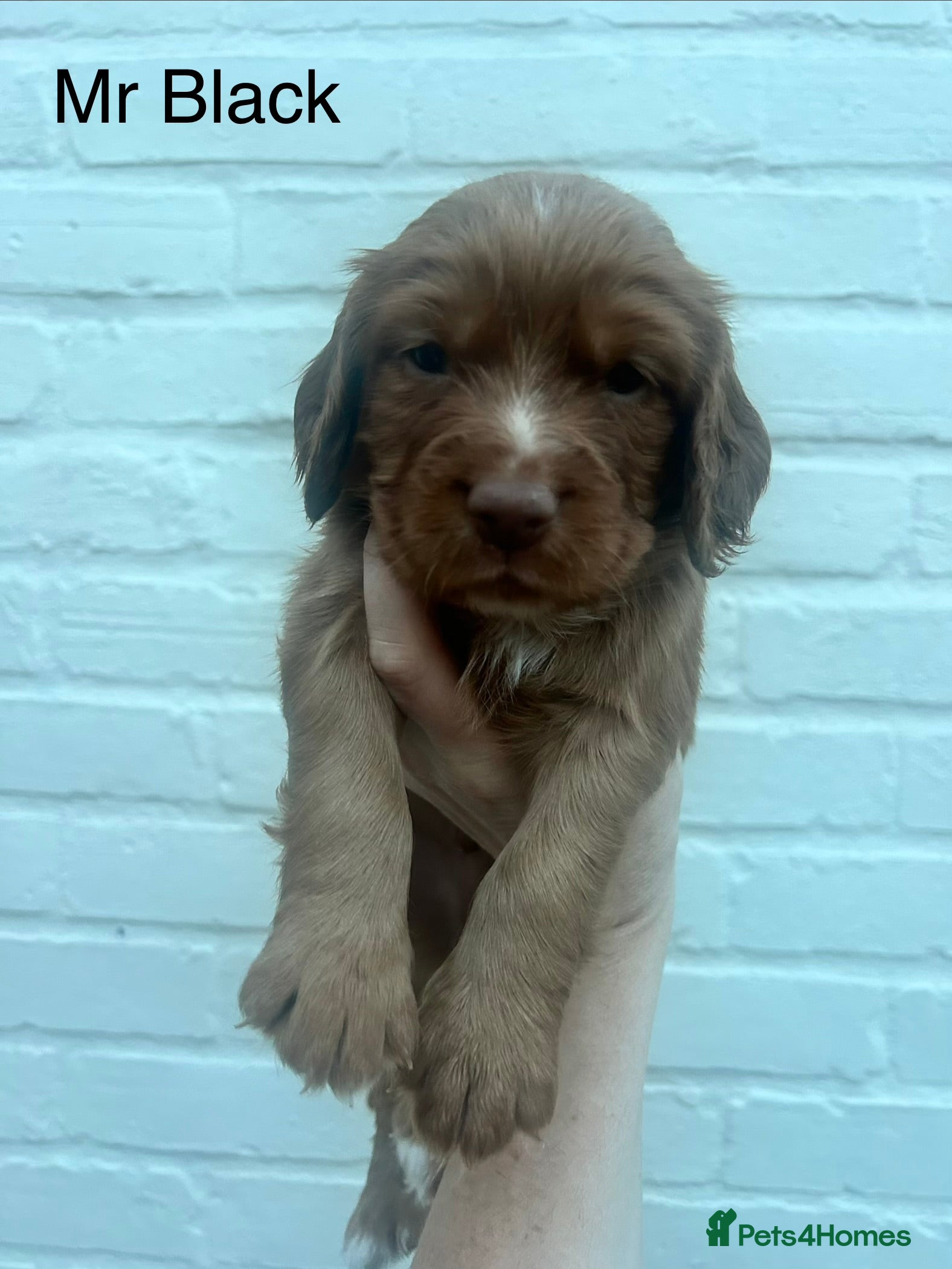 Cocker Spaniel dogs Red Working Cocker Spaniels - Advert 2