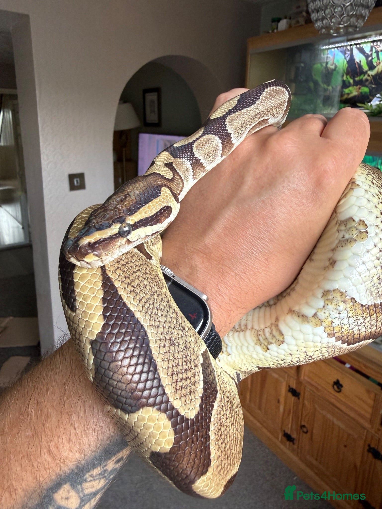 Python Snake reptiles Enchi Royal python  - Advert 1