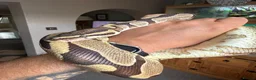 Python Snake reptiles for sale: Enchi Royal python  - Advert 1