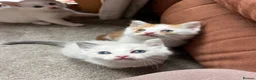 Maine Coon cats for sale: 4 LEFT! Stunning main coon x ragdoll kittens  - Advert 18