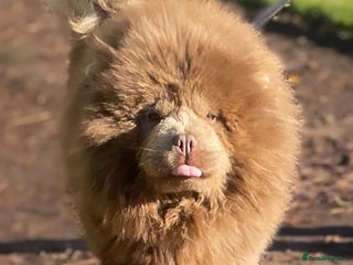 Chow Chow dogs in Bury - Advert 3