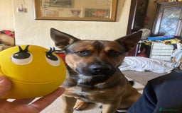 Mixed Breed dogs for sale: PlEASE READ FULL DESCRIPTION - Image 2