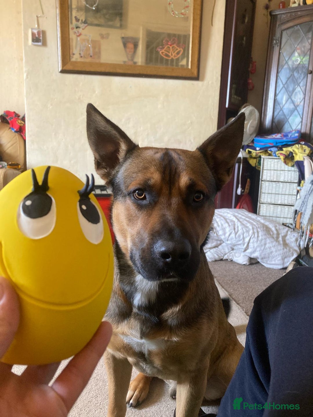 Mixed Breed dogs for sale: PlEASE READ FULL DESCRIPTION - Image 2