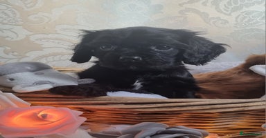 Mixed Breed dogs - Advert 14