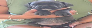 Cane Corso 3
