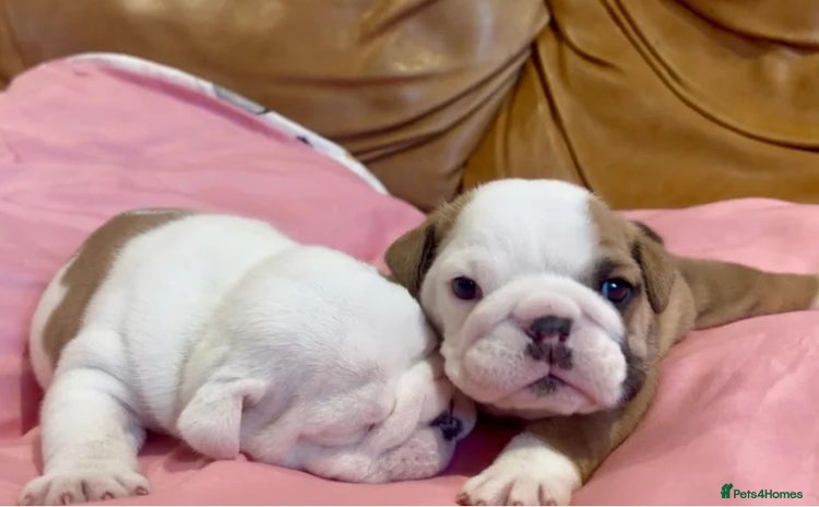 English Bulldog dogs Stunning Red & White English Bulldog Puppies - Advert 1