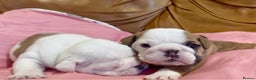 English Bulldog dogs for sale: Stunning Red & White English Bulldog Puppies - Advert 1