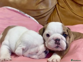 English Bulldog dogs Stunning Red & White English Bulldog Puppies - Advert 1
