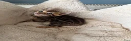 Bengal cats for sale: Pedigree Bengal kittens available. - Advert 22