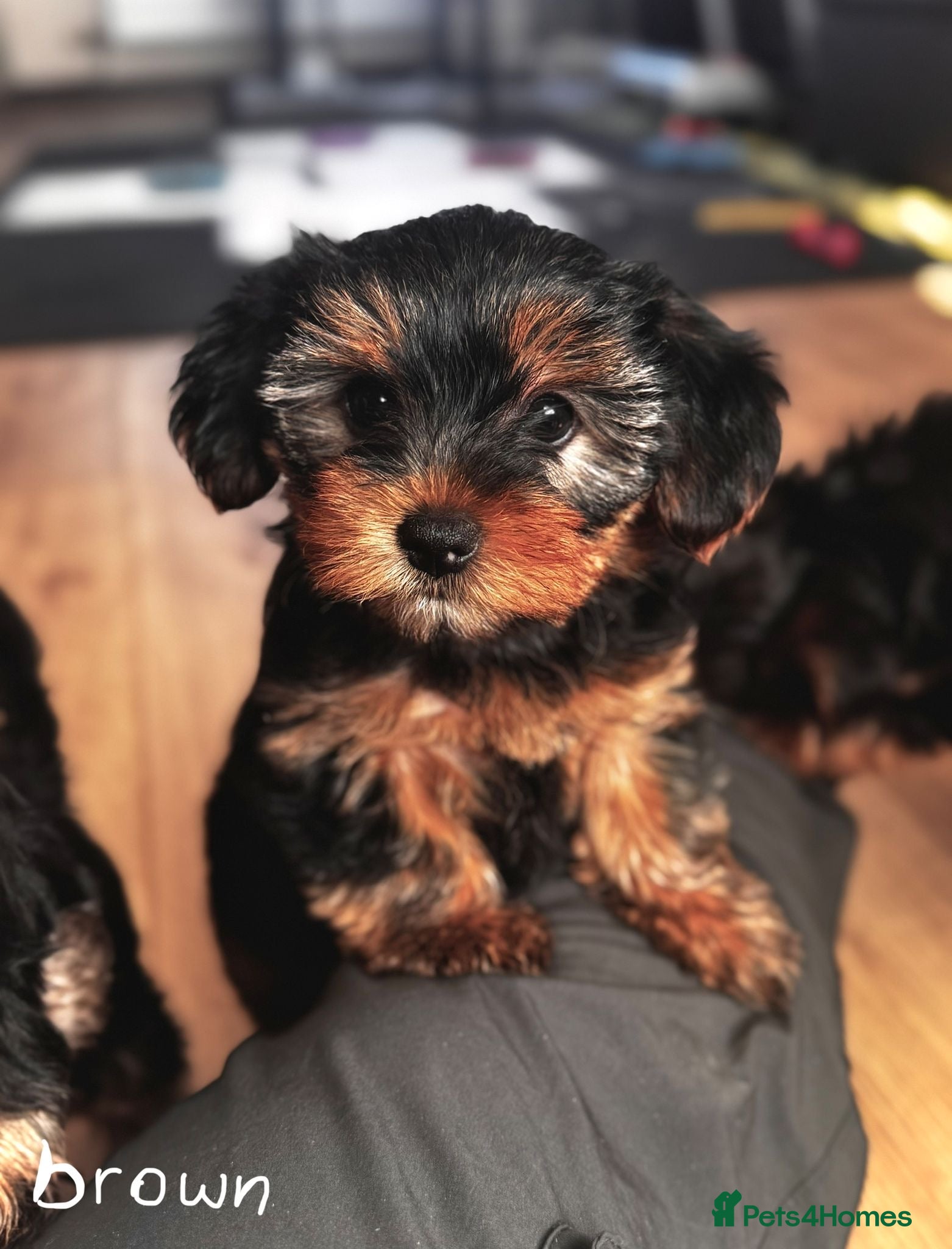 Yorkshire Terrier dogs Yorkshire Terrier 2 Girls available for sale - Advert 6