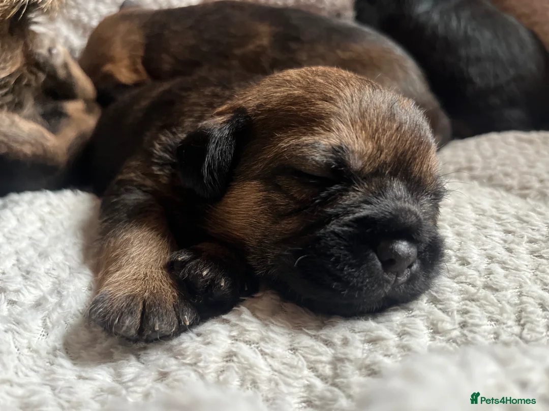 Border Terrier dogs for sale: Border Terrier Bitch Puppy  - Advert 1