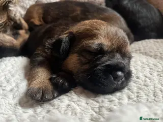 Border Terrier dogs Border Terrier Bitch Puppy - Advert 7