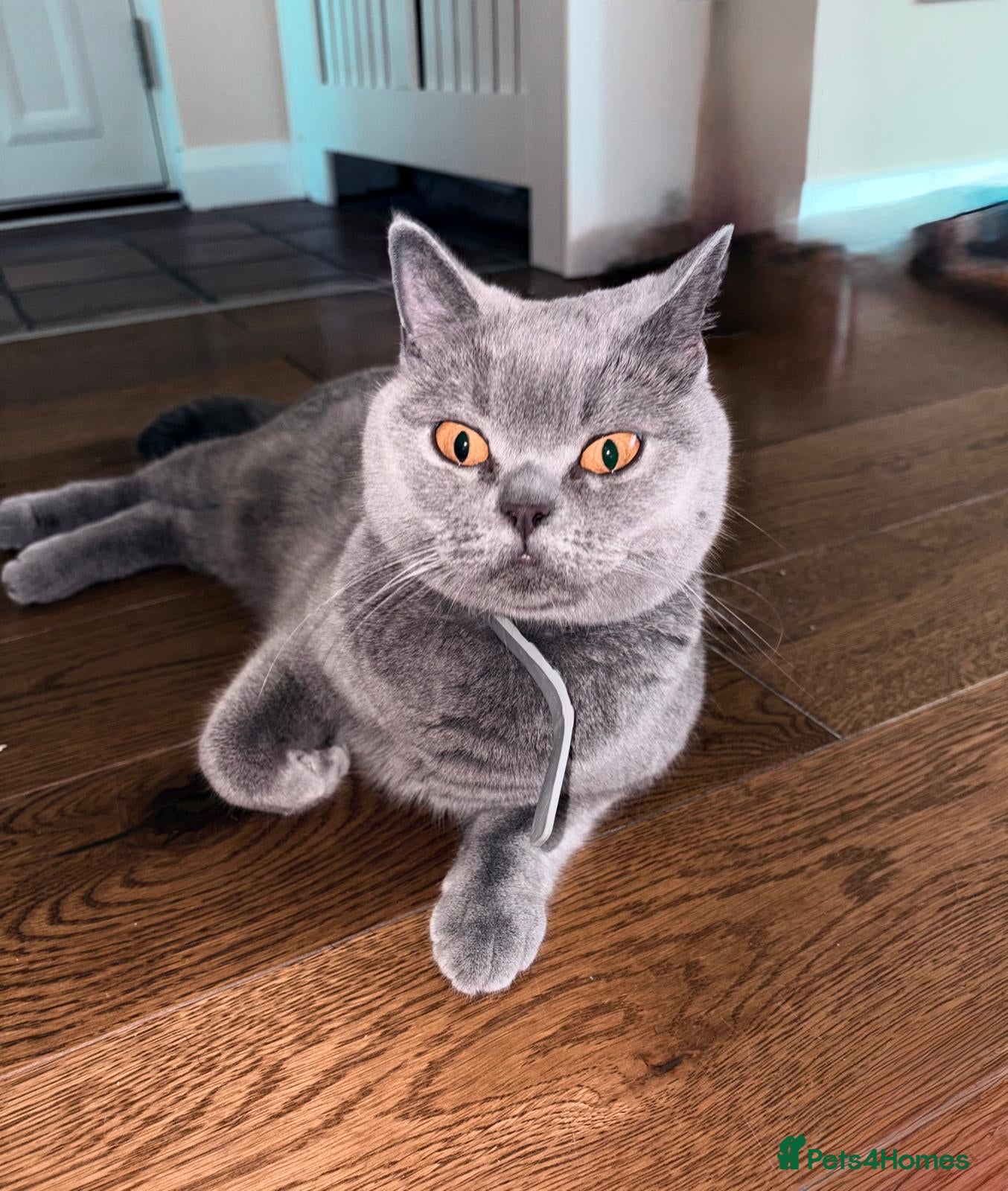 British Shorthair cats 3 male baby cat brotidh shorthair - Advert 1