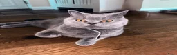 British Shorthair cats for sale: 3 male baby cat british shorthair - Advert 1