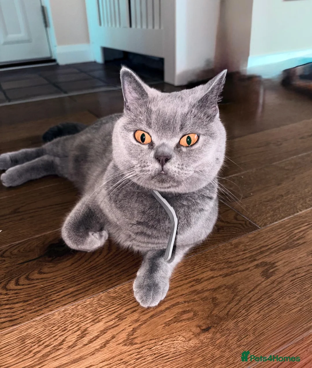 British Shorthair cats for sale: 3 male baby cat british shorthair - Advert 1