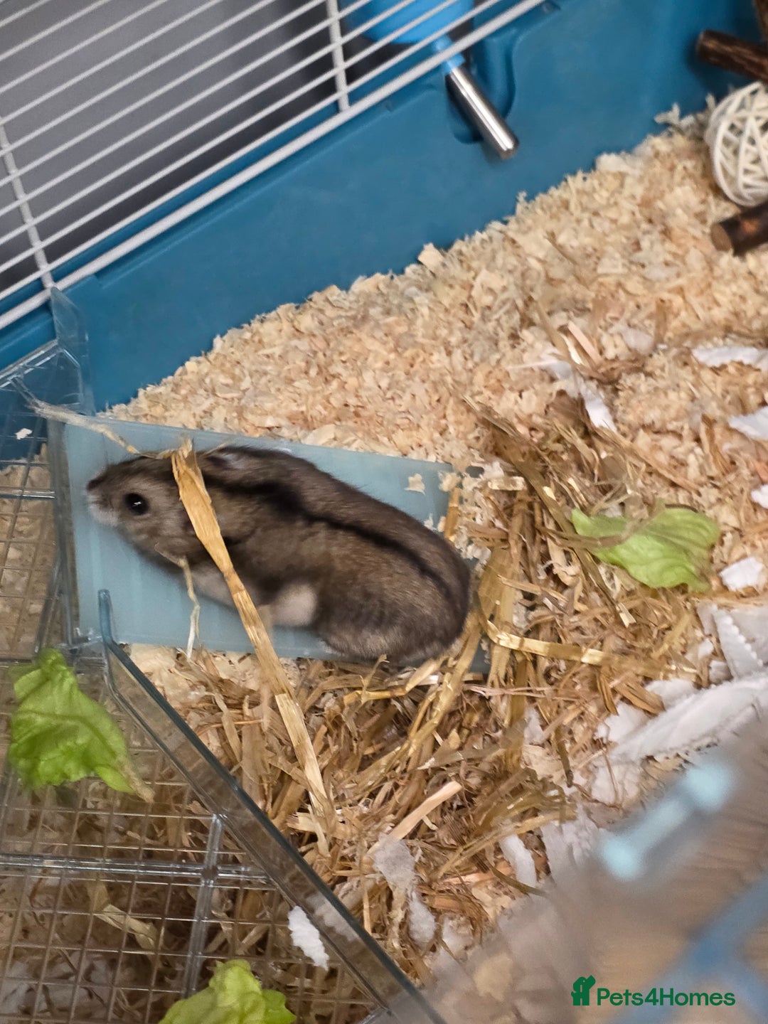 Hamster rodents for sale: Dwarf Hamster & Set Up - Advert 4