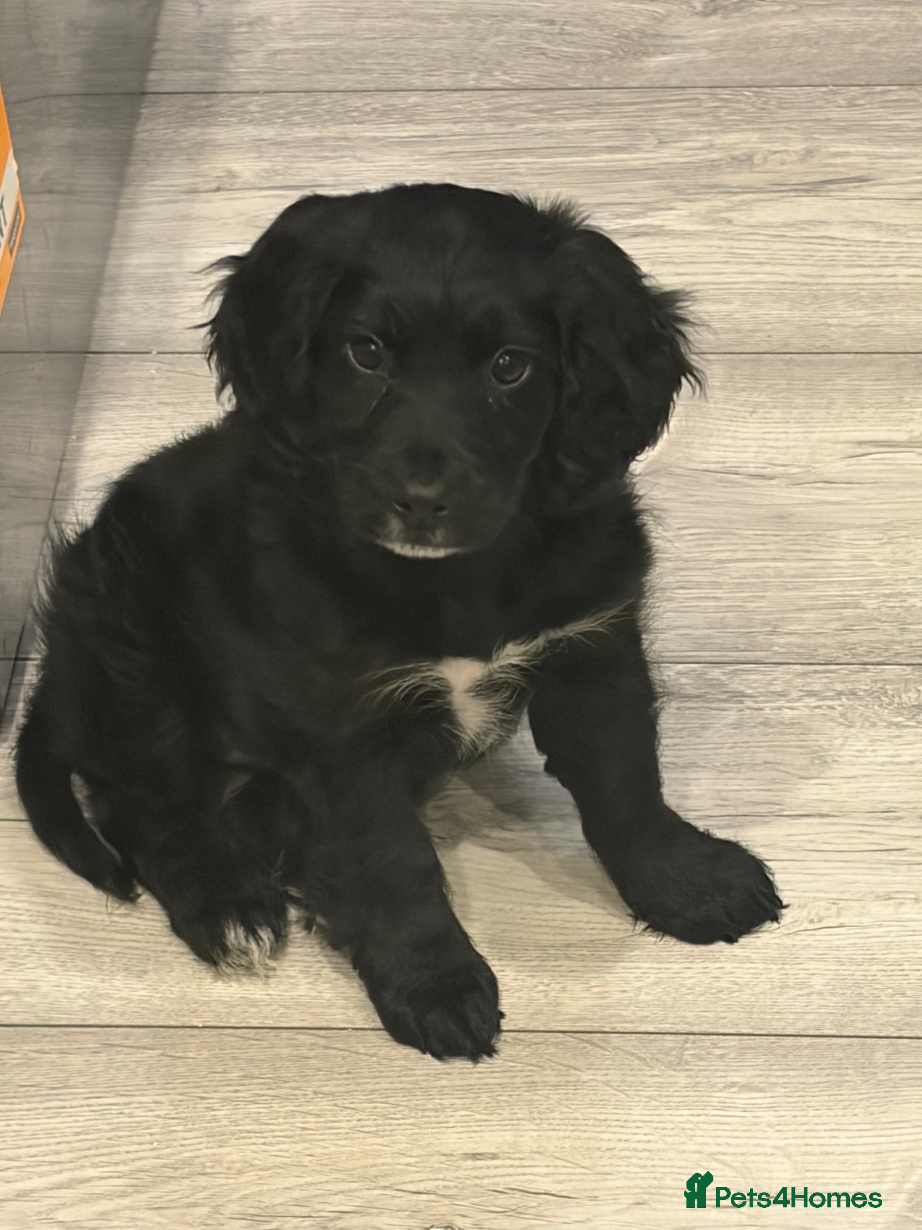 Cockapoo dogs Cockapoo puppies - Advert 3