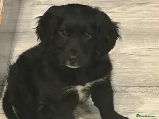 Cockapoo dogs Cockapoo puppies - Advert 3