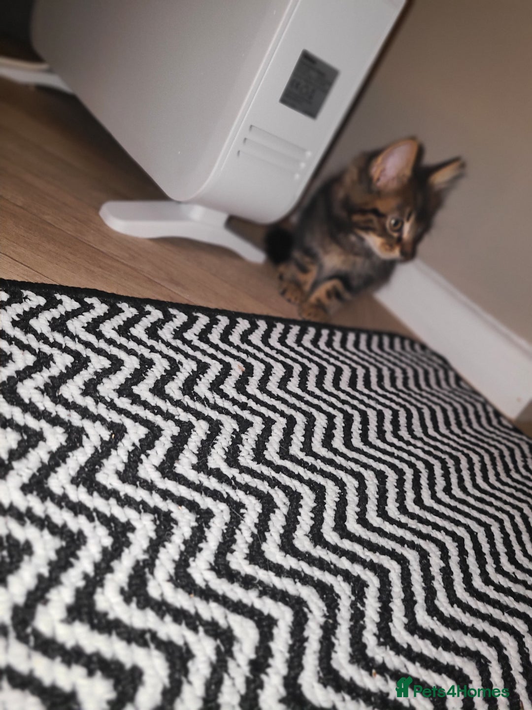 Mixed Breed cats for sale: Maincoon x tabby kittens  - Advert 8