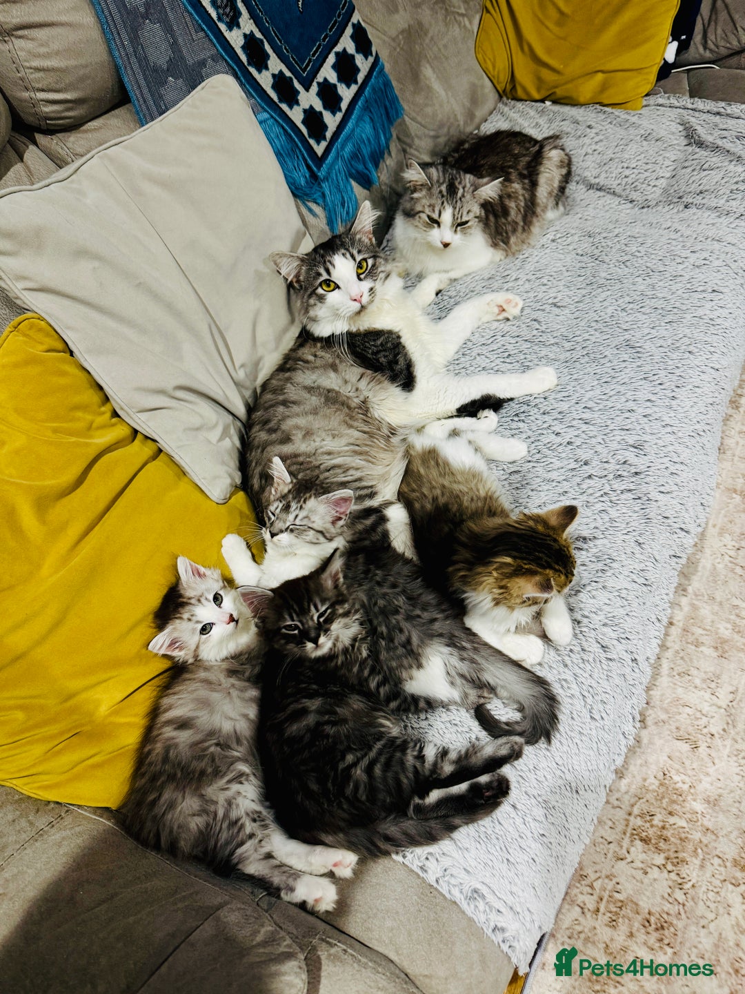 Norwegian Forest Cat cats for sale: Gorgeous Kittens Ready for Their Forever Homes 🐾 - Advert 9