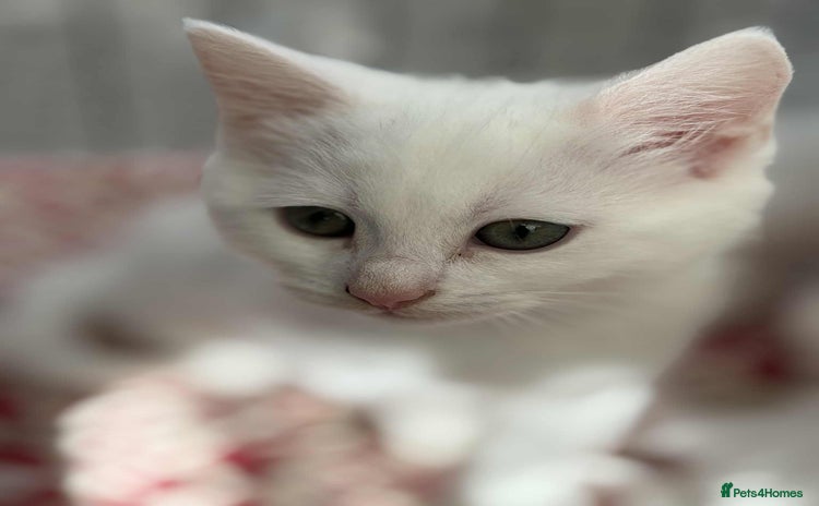 Persian cats - Advert 1
