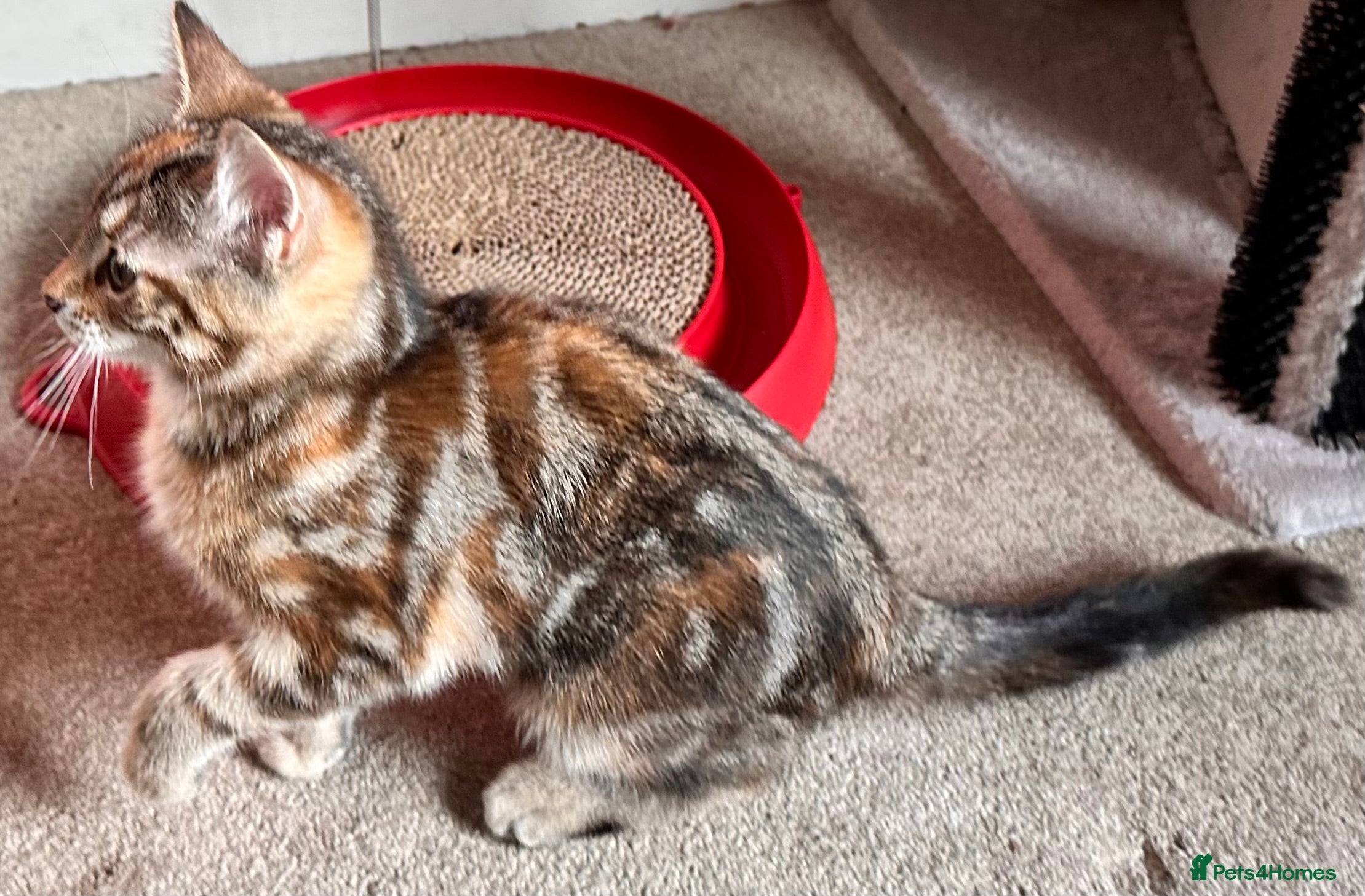 Mixed Breed cats Amiable mixed breed kittens - Advert 1