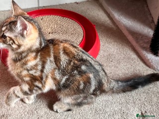 Mixed Breed cats Amiable mixed breed kittens - Advert 6