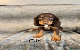 Cocker Spaniel dogs for sale: Cocker Spaniels Ready Now, Fully Vaccinated - Image 7