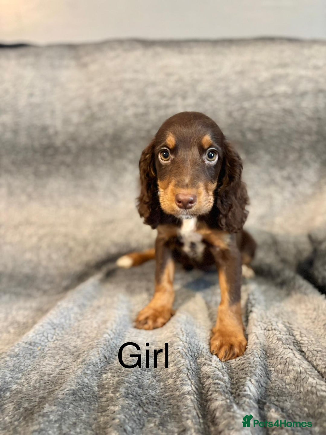 Cocker Spaniel dogs for sale: Cocker Spaniels Ready Now, Fully Vaccinated - Image 7