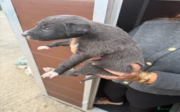 Saluki dogs for sale: Saluki pups - Image 9