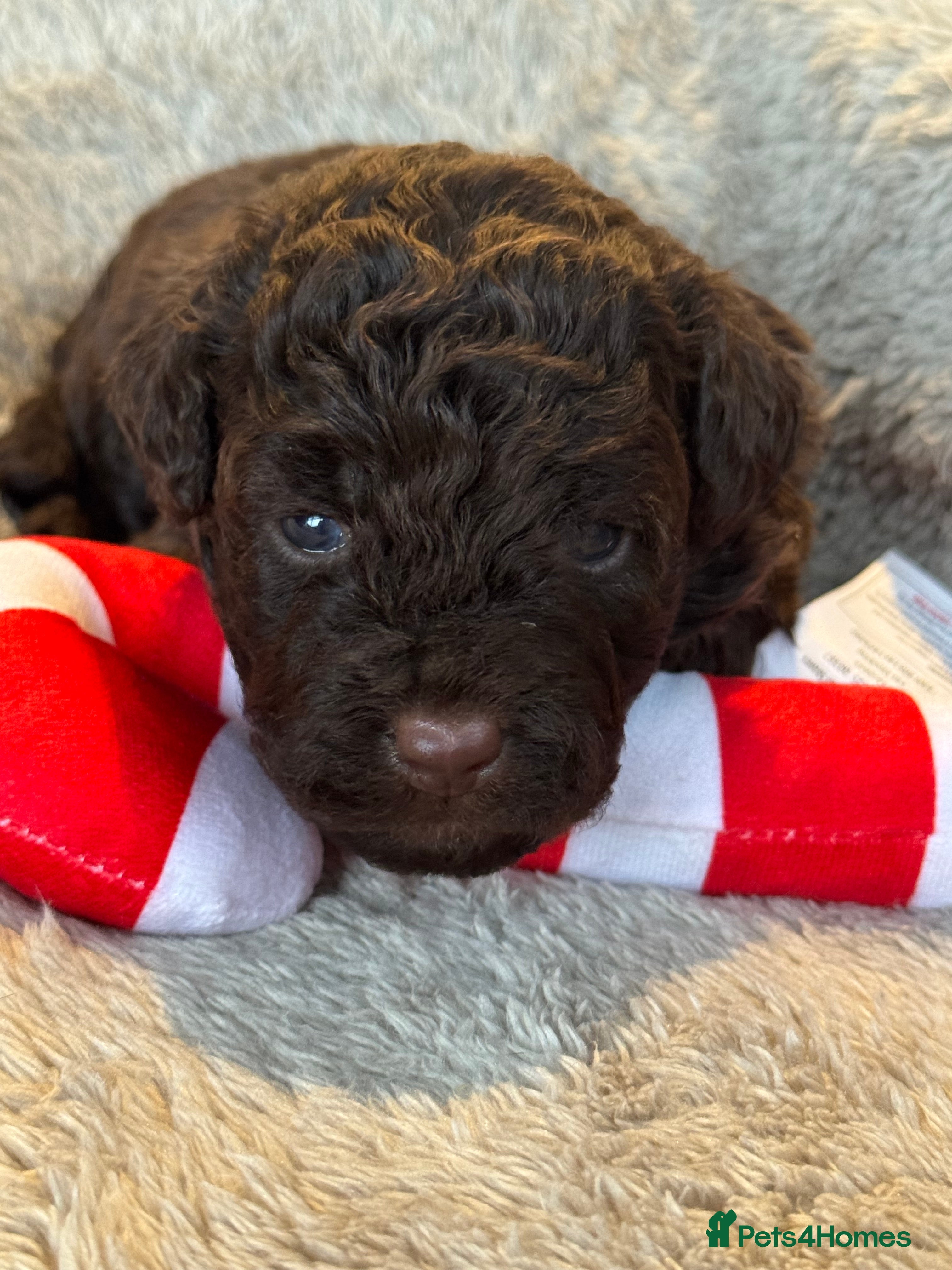 Aussiedoodle dogs Miniature Aussie Doodle Pups 🐾 ❤️ - Advert 1