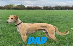 Lurcher dogs for sale: Beddlington whippet saluki greyhound  - Image 7