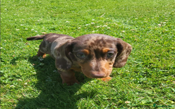 Miniature Dachshund dogs for sale: Adorable Miniature Dachshund Pups Ready to Leave! - Image 7