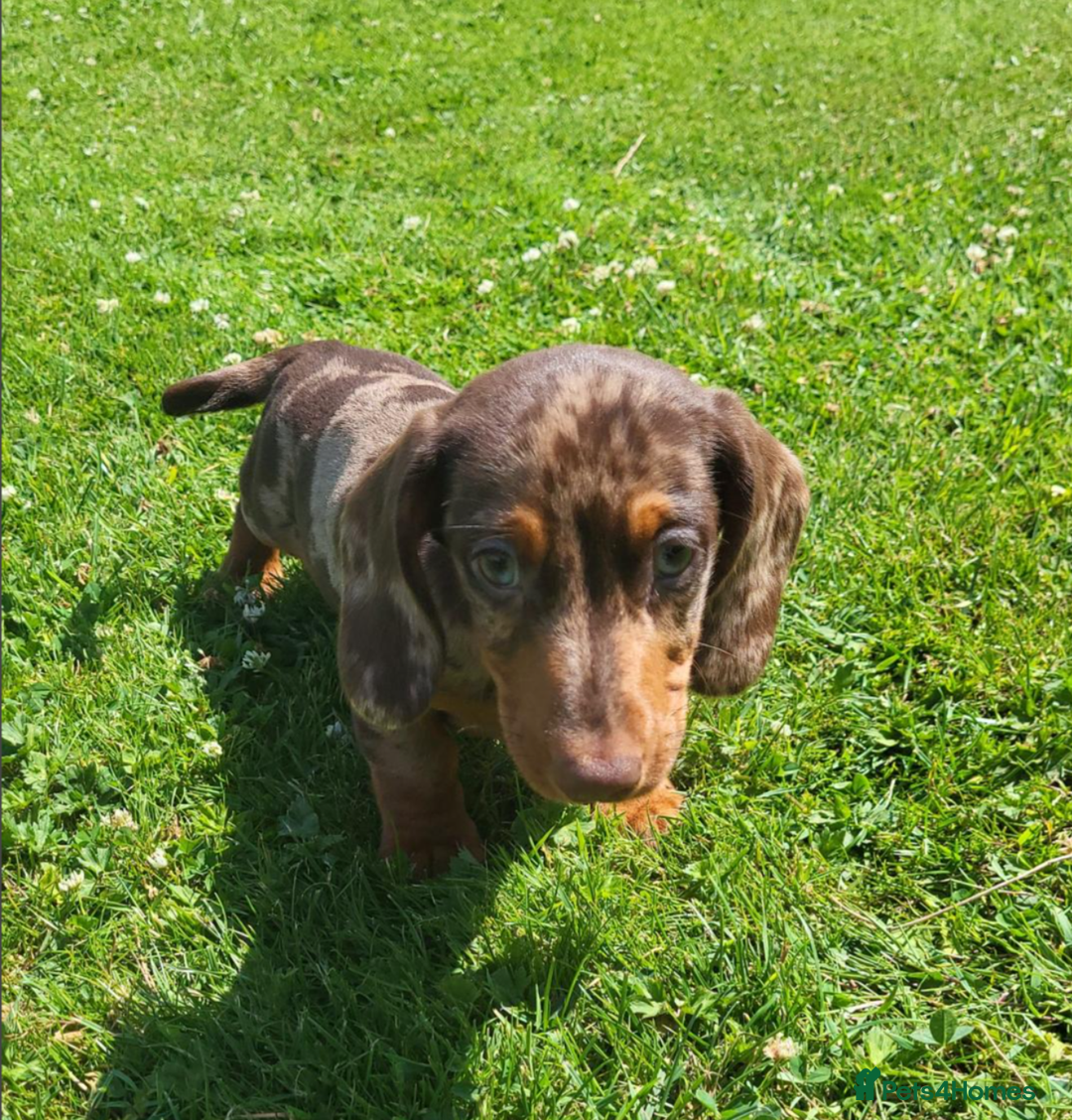 Miniature Dachshund dogs for sale: Adorable Miniature Dachshund Pups Ready to Leave! - Image 7
