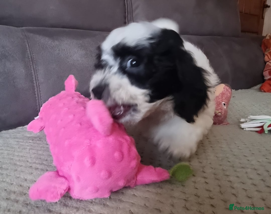 Cockapoo dogs for sale: Fully Vaccinated Best Friend Sofa Companions 🥰   - Image 24