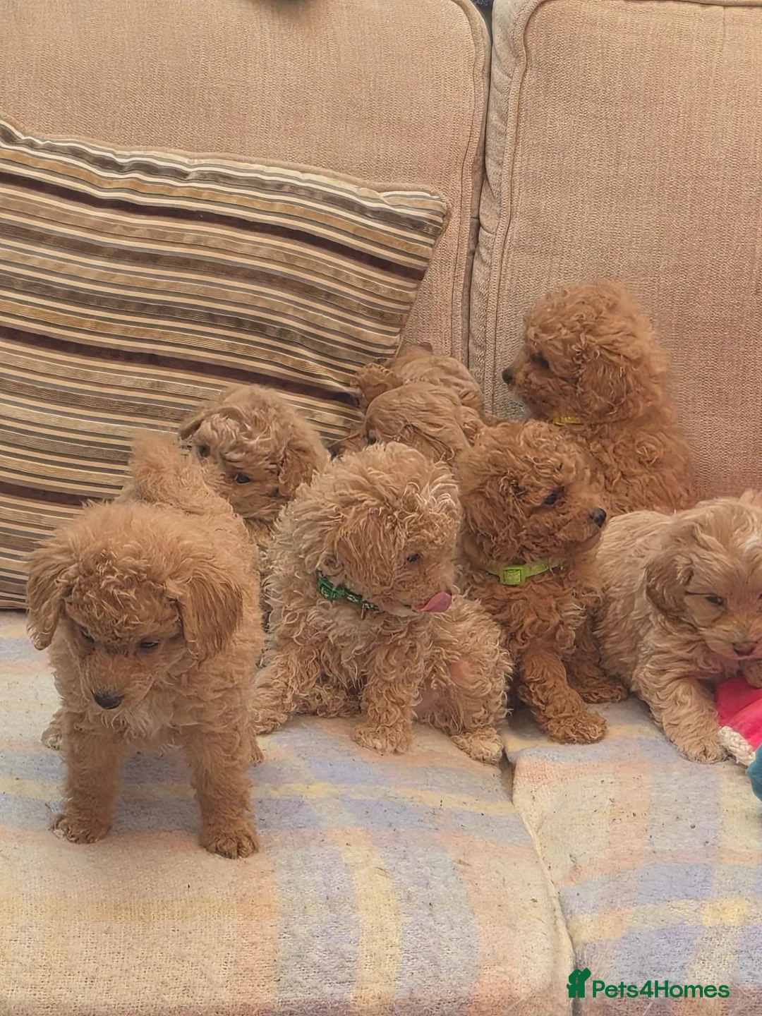 Mixed Breed dogs for sale: Puppies for sale in Southport - Advert 2