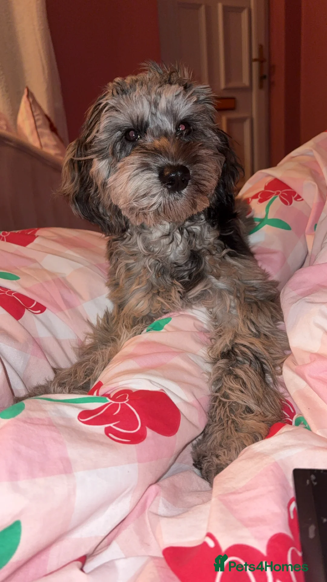 Cockapoo dogs for sale: merle cocapoo  - Advert 1