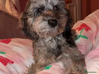 Cockapoo dogs merle cocapoo - Advert 1